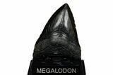 Fossil Megalodon Tooth - South Carolina #201621-1